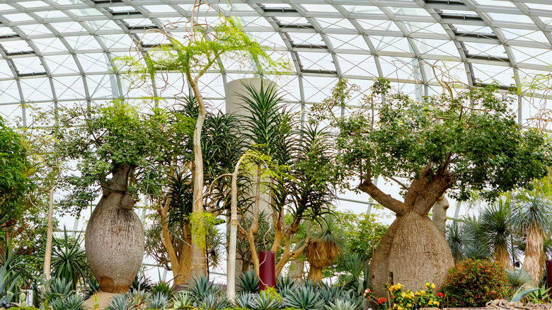 baobab trees indoors in Singapore