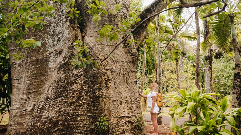 large baobab tree in forest