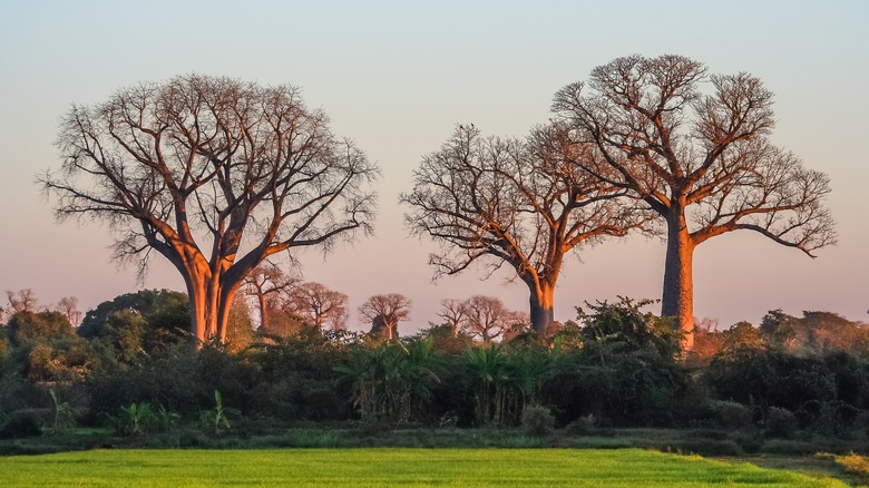 baobab trees in Madagascar