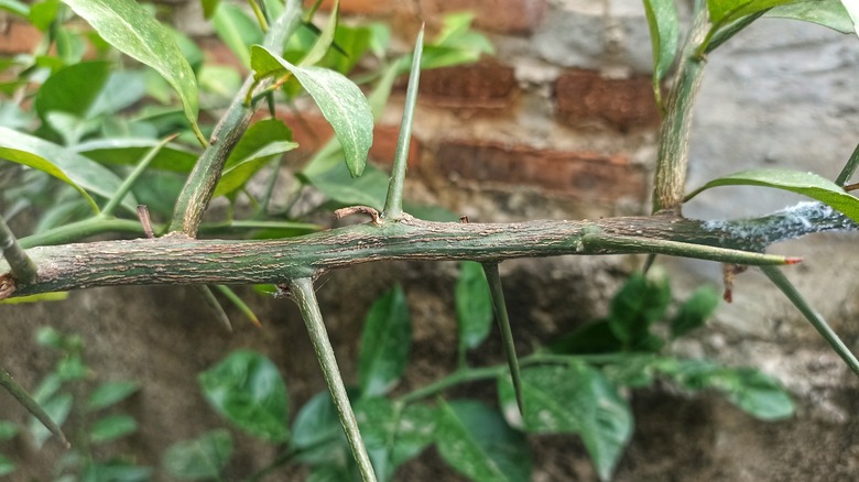 thorny orange tree branch