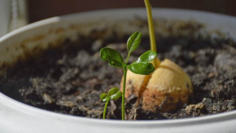 sprouting orange in a planter