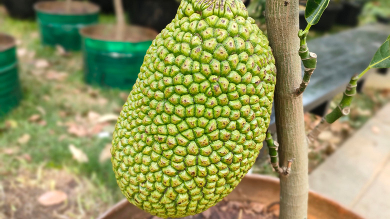 A jackfruit tree grows in a container.