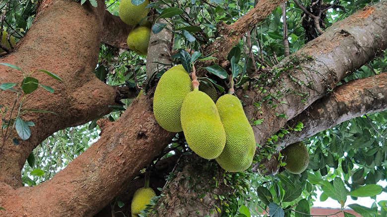 Jackfruits grow on a tree.