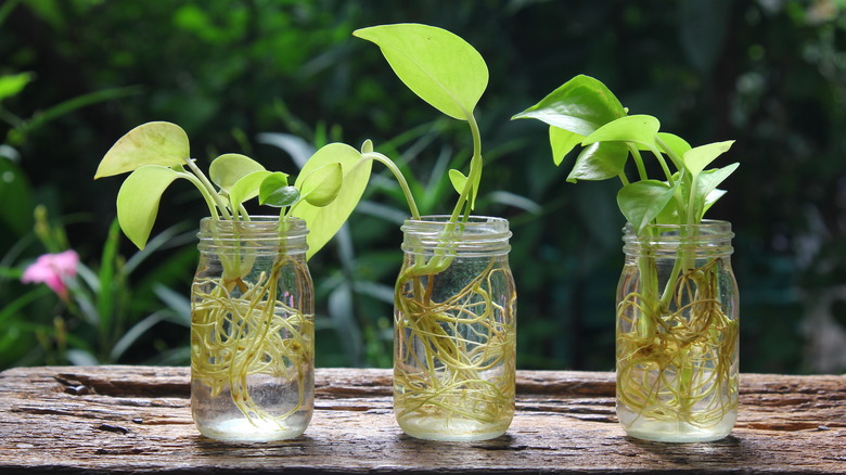 pothos plants in glass jars