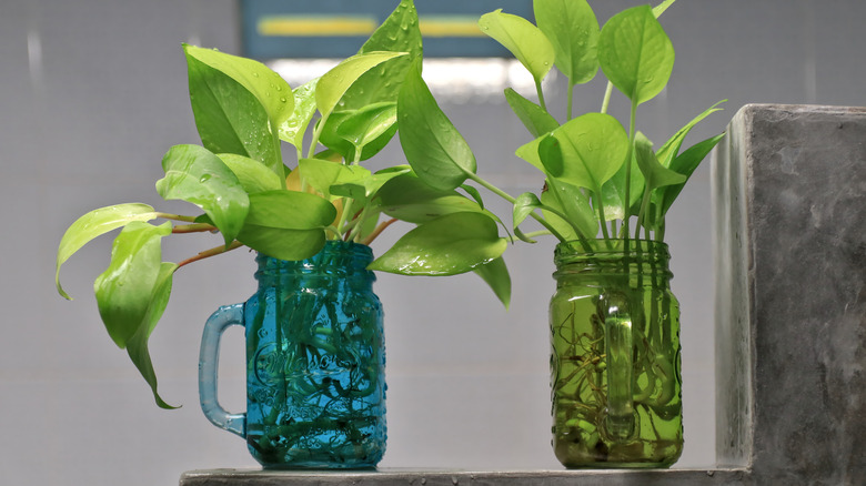 pothos plants in colorful mugs