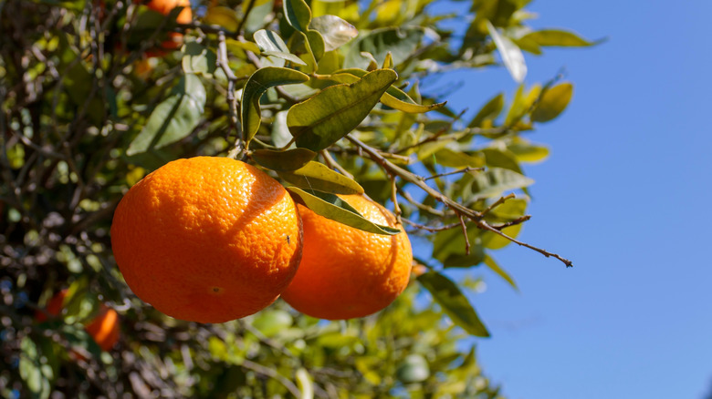 clementines on tree