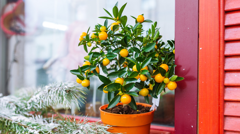 clementine tree