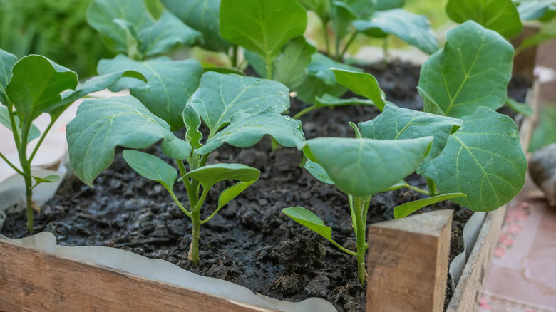 Eggplant seedlings in container 