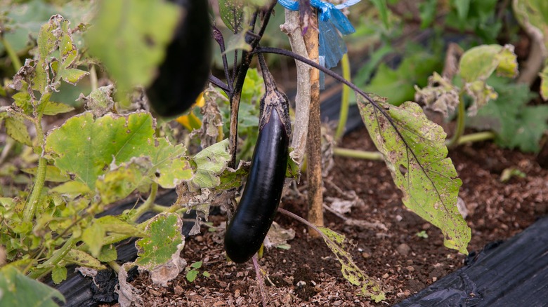 Eggplants in garden