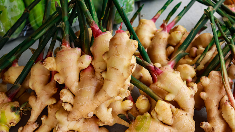 Harvested ginger rhizome