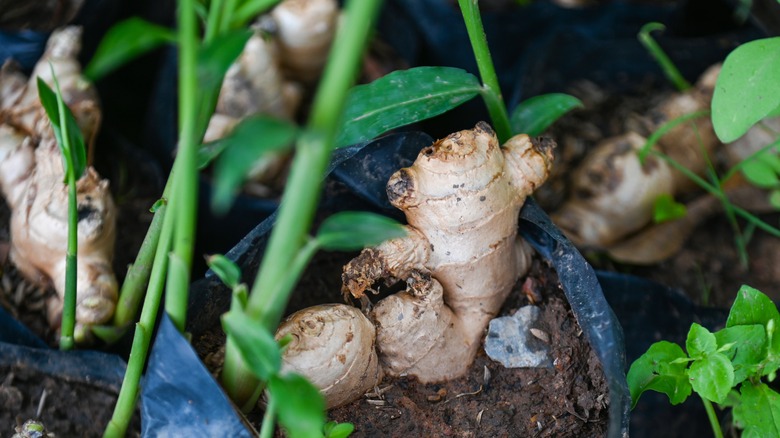 Mature ginger plant growing