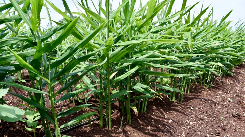 Agricultural ginger planting