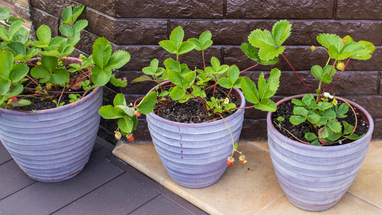 can-you-grow-strawberry-plants-from-store-bought-produce