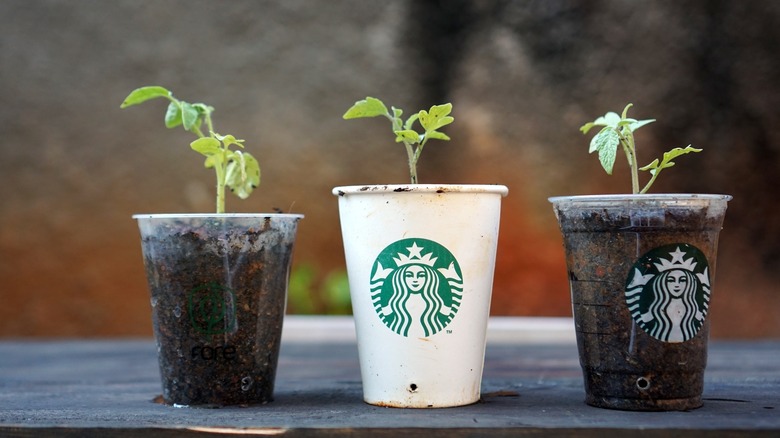 Tomato seedlings in reused cups