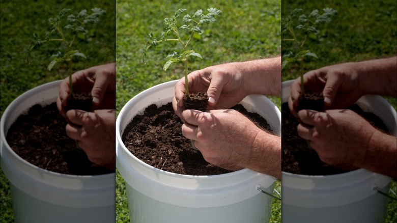 Placing tomato plant in bucket