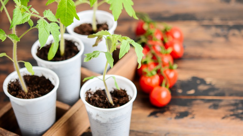 Indoor tomato plants