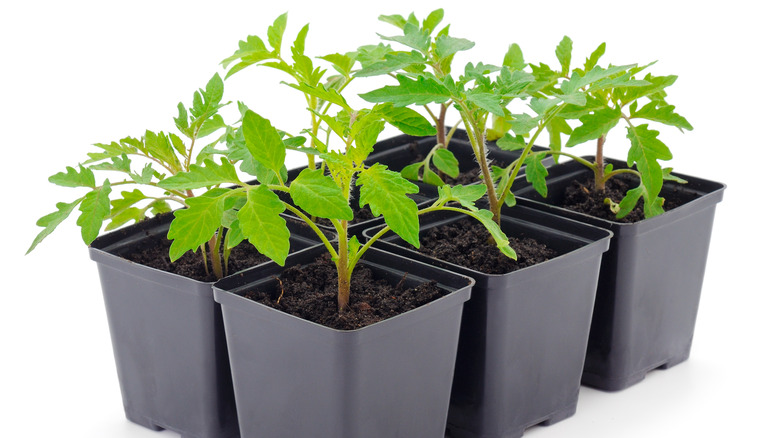 Tomato plants in pots