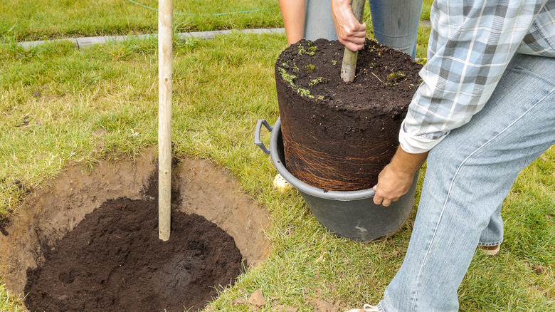 people planting tree