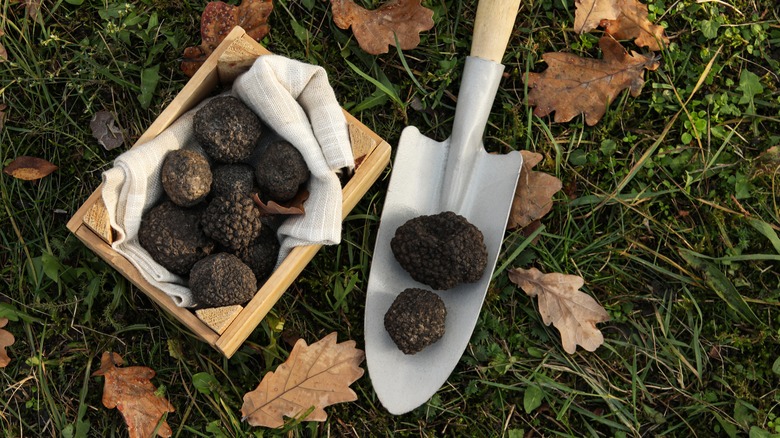 fresh truffles