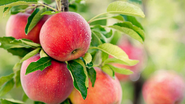 A cluster of red apples hanging from tree branch.