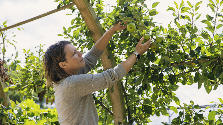 A woman checking green apples on a tree.