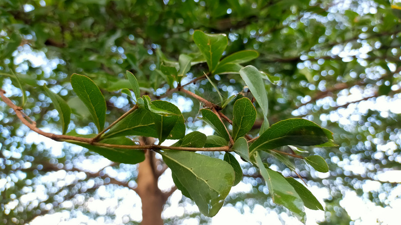 Bucida buceras tree branch up close