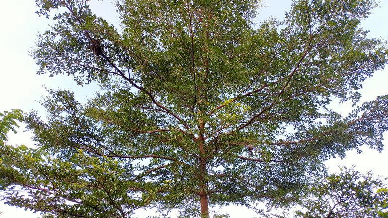 Bucida buceras tree crown