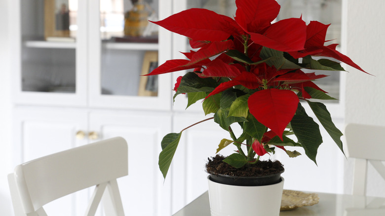 Repotted poinsettia on white table in house