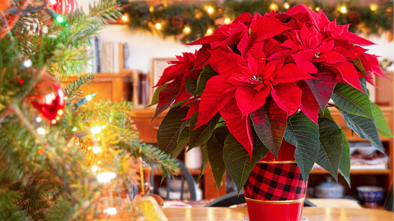 Poinsettia amid Christmas decoration spread