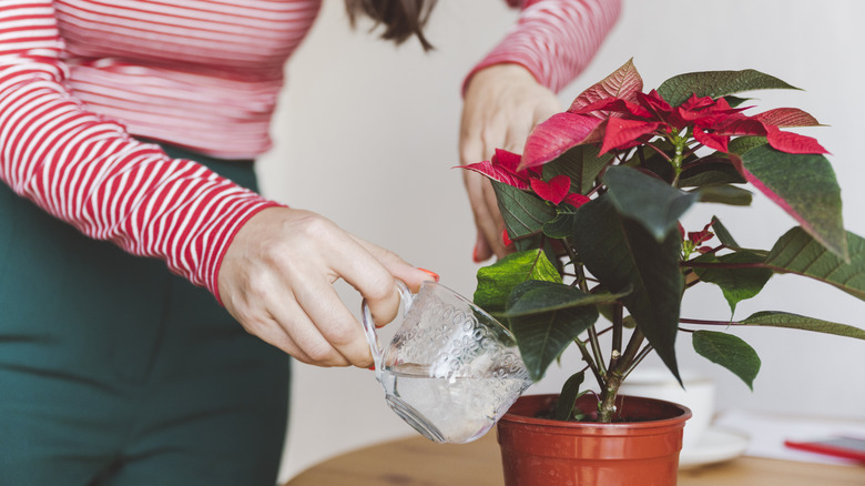 Woman watering a poinsettia