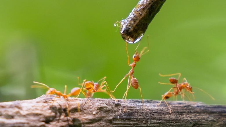 ants getting a drink