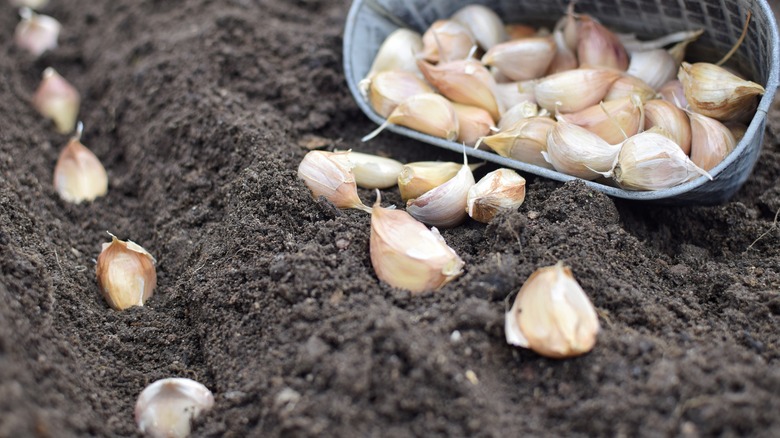 planting garlic in the garden