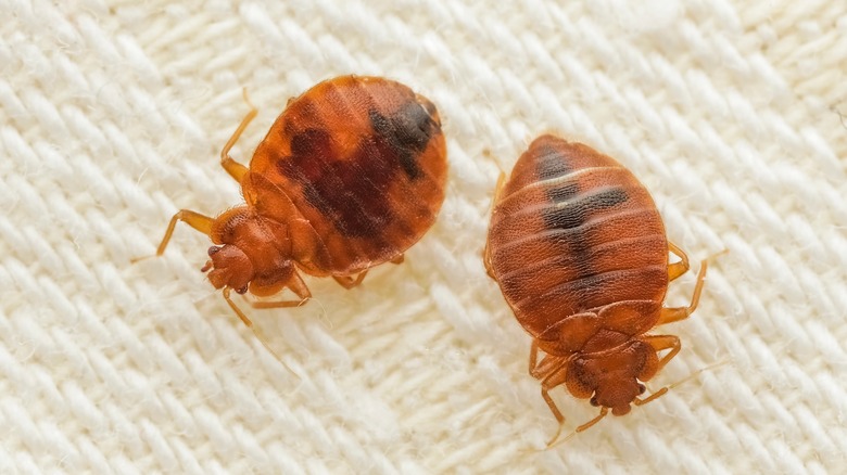 bed bugs up close