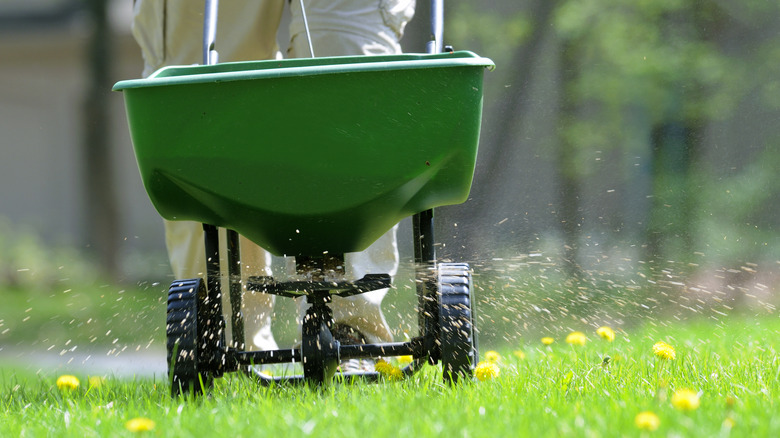 spreader applying lawn fertilizer