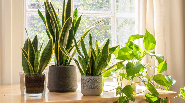 indoor potted plants on table