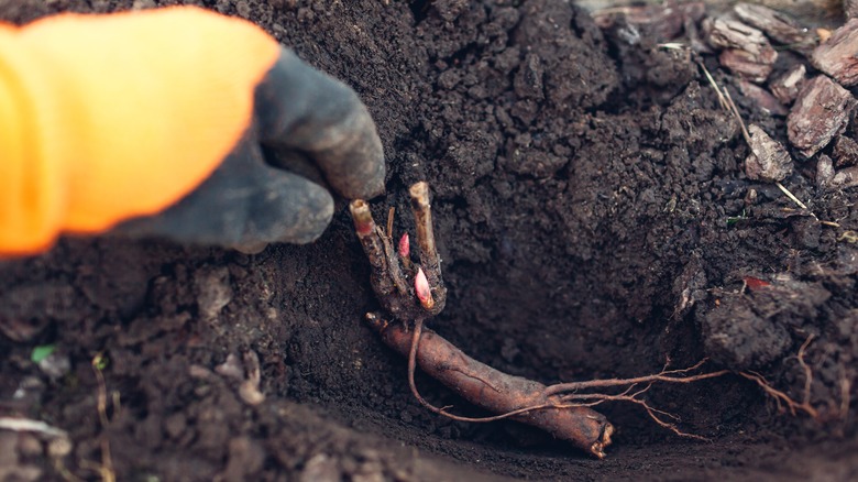 peony root being planted