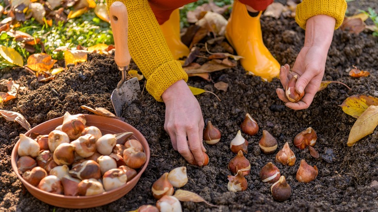 person planting flower bulbs