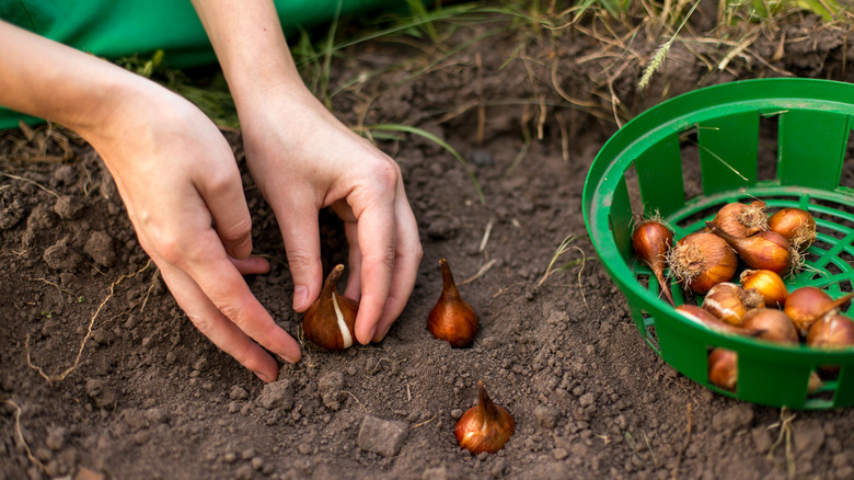 Can You Plant Tulips In The Spring? Our Professional Gardener Weighs In