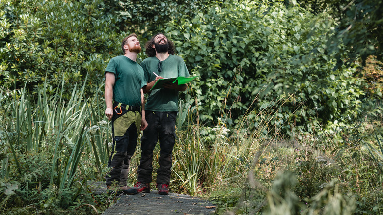 Two arborists evaluate a tree