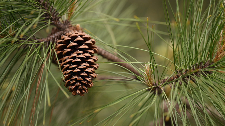 pinecone hanging from branch