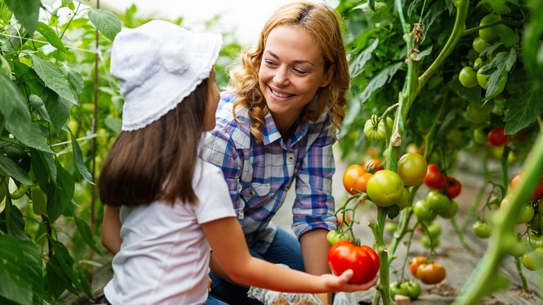 Parent and child picking tomatoes