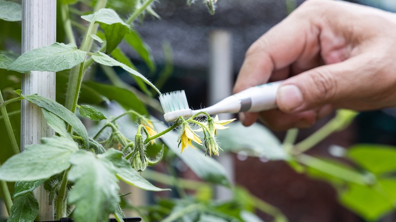 electric pollinator near plant