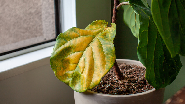 Yellow leaf of overwatered plant