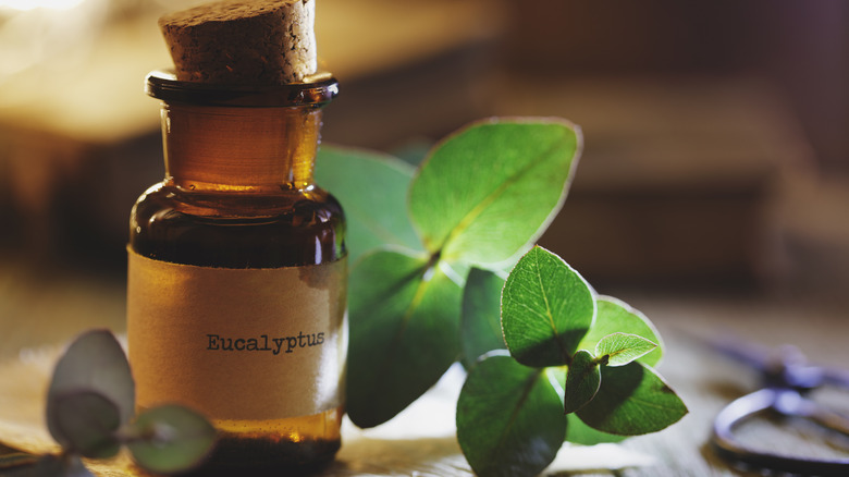 Eucalyptus essential oil bottle