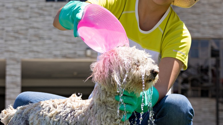 Woman washing dog outside