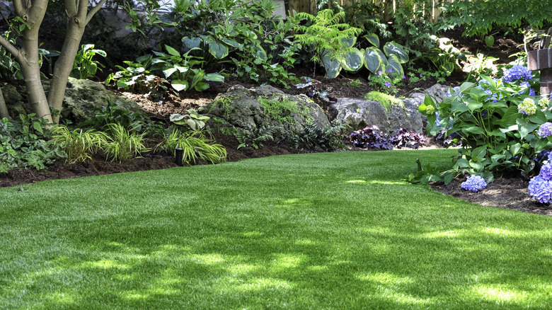 shady lawn with plants