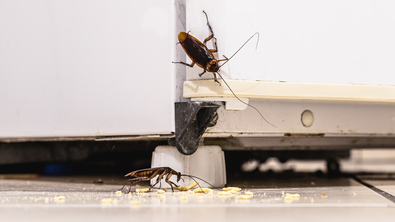 Cockroaches on cabinet