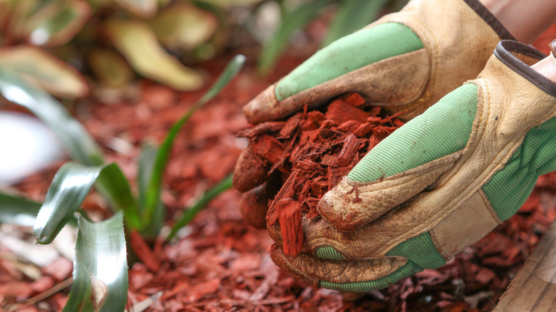 Mulching with red cedar chips