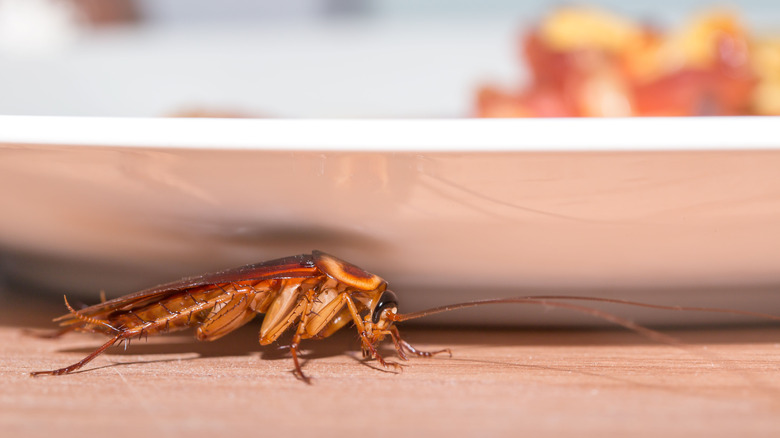 Cockroach near dinner plate