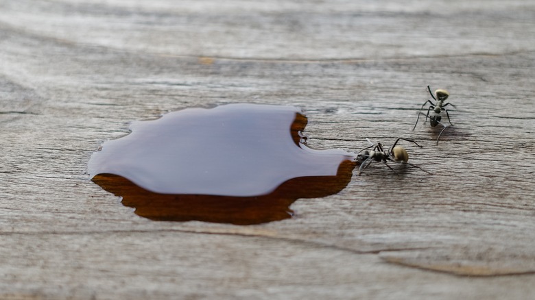 ants drinking spilled cola